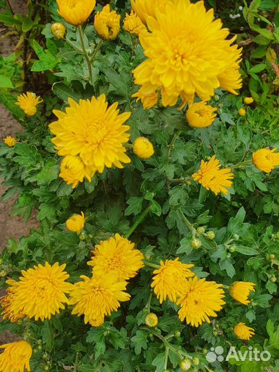 Хризантема