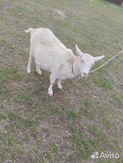 Зааненские козы, козлята, козел