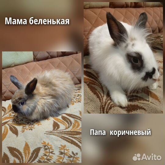 Декоративные кролики