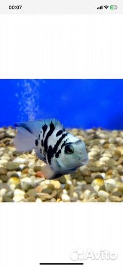 Рыбка сапфировый попугай