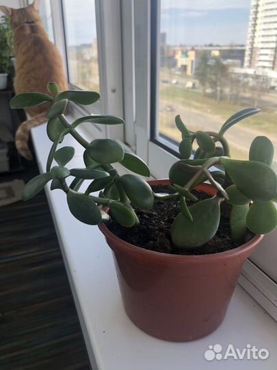 Толстянка Крассула или Денежное дерево
