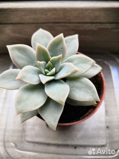 Суккуленты