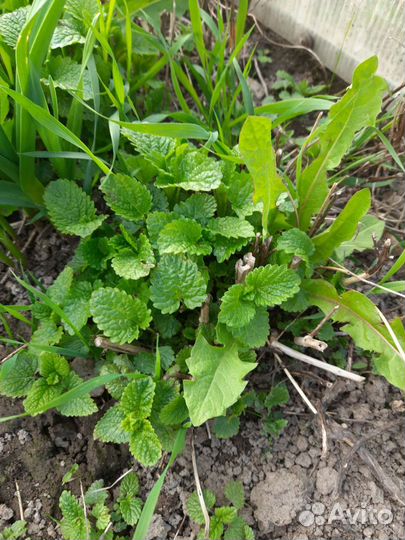 Мята кудрявая, перечная, мелисса, божье дерево