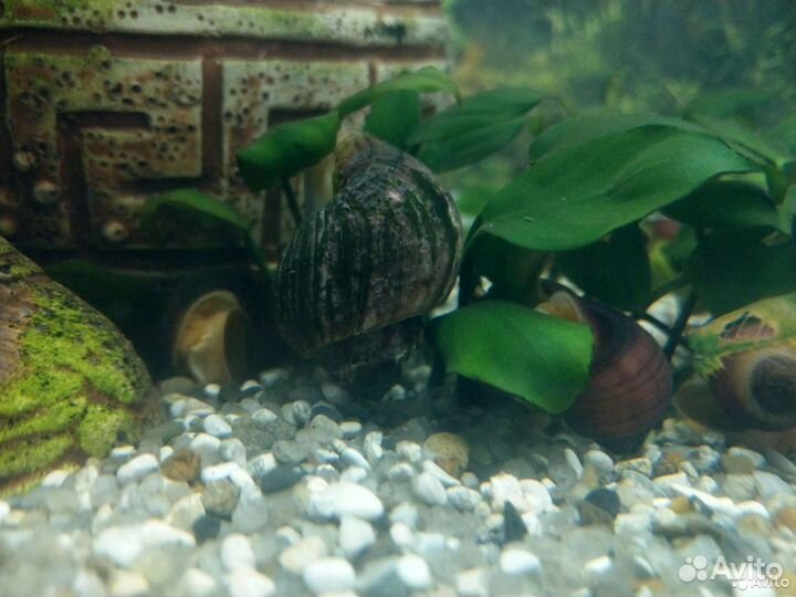 Улитки аквариумные Ампулярия