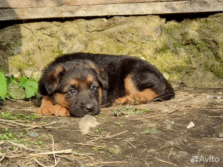 Немецкая овчарка