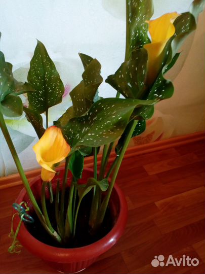 Каллы желтые
