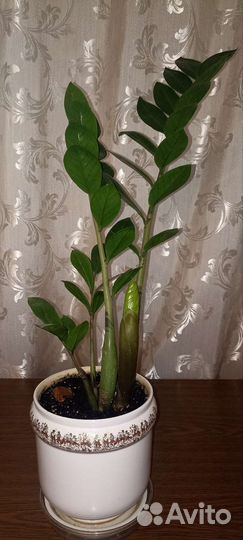 Замиокулькас