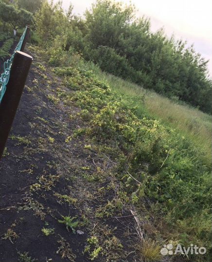 Средство от сорняков гербицид