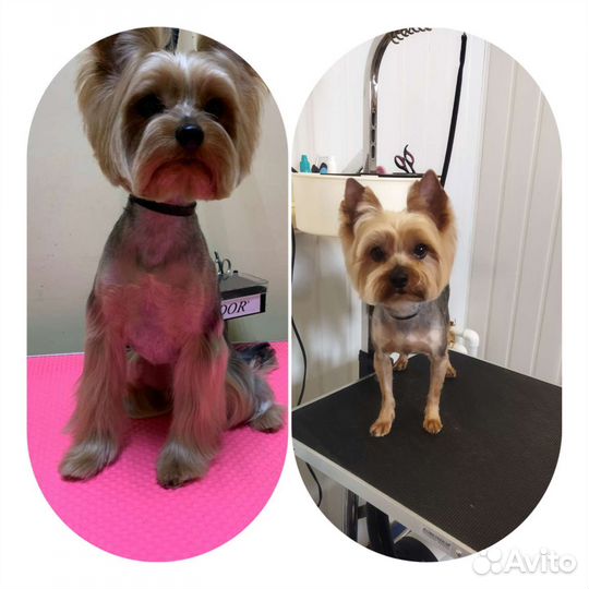 Стрижка собак и кошек