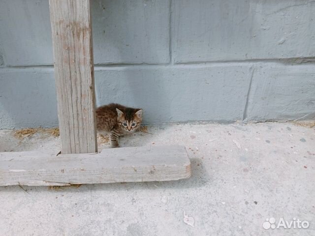Котята ищут дом
