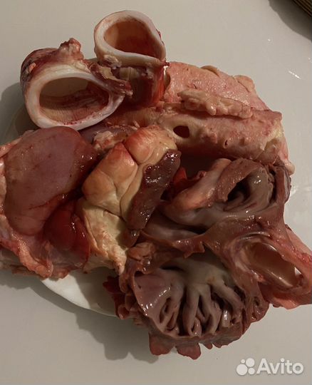 Собачья радость