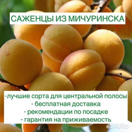 Саженцы на осень с бесплатной доставкой