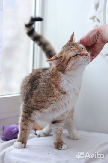 Кошечка в добрые руки