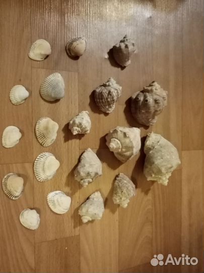 Ракушки для аквариума