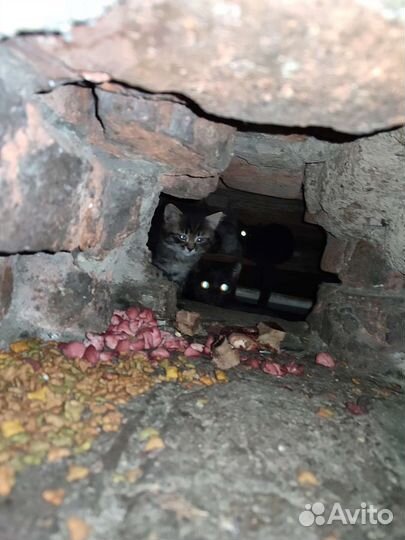 Котята ищут дом или передержку