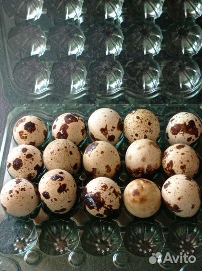 Контейнер для перепелиных яиц 20 ячеек