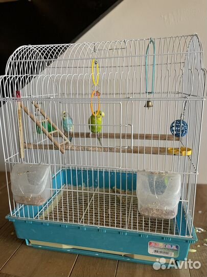 Волнистый попугай с клеткой