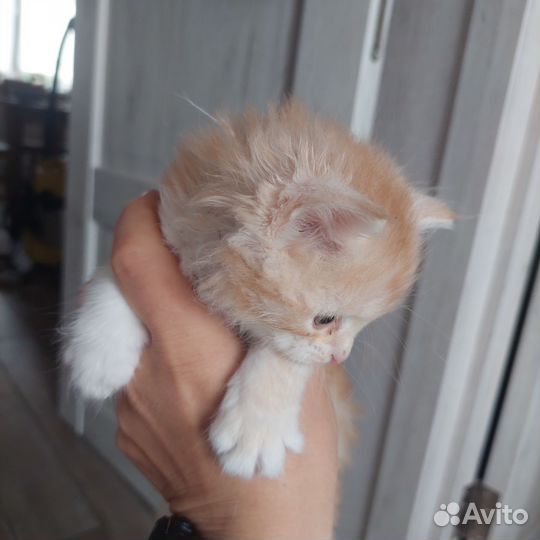 Котик рыжий