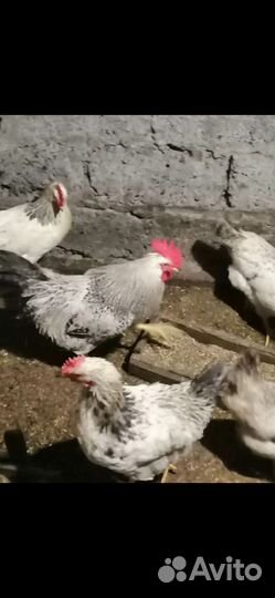 Молодые петухи