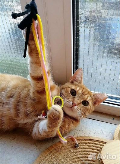 Рыжая кошка -счастье в дом