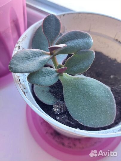 Денежное дерево