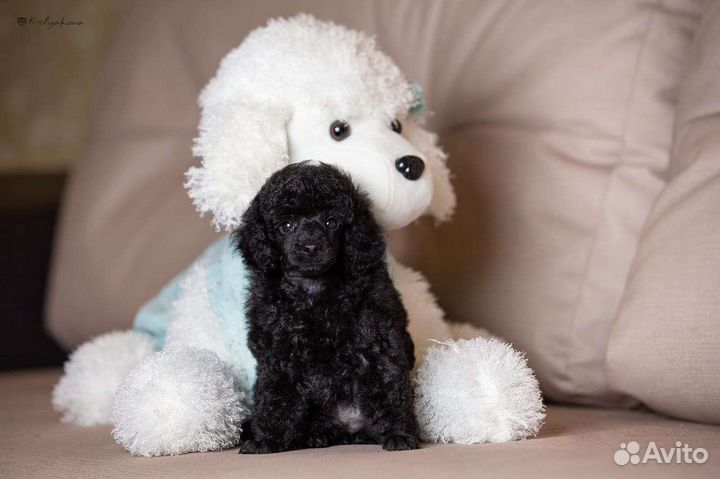 Миниатюрный пудель щенки