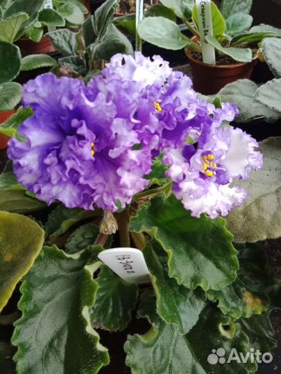 Сортовые фиалки: пророщенные листики