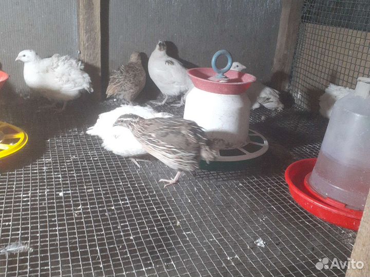 Перепелки несушки