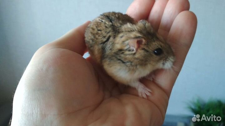 Джунгарский хомяк с клеткой