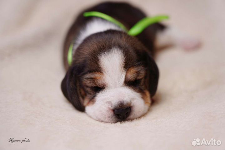 Щенки бигль