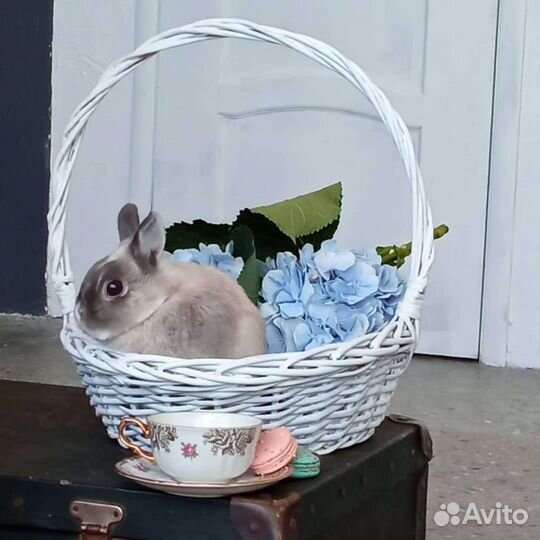 Кролики для фотосессий (аренда)