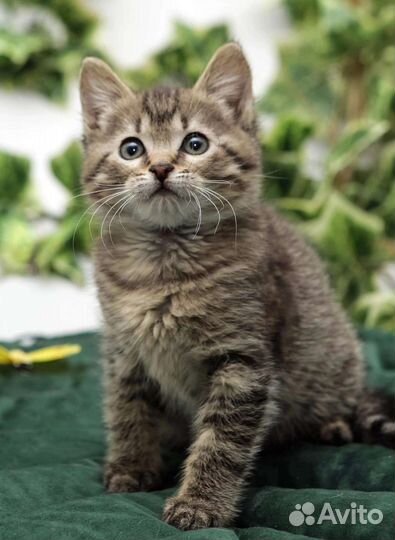 Котенок в добрые ручки