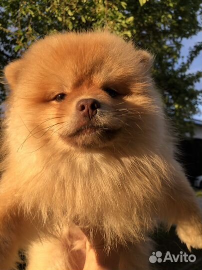 Померанский шпиц мини