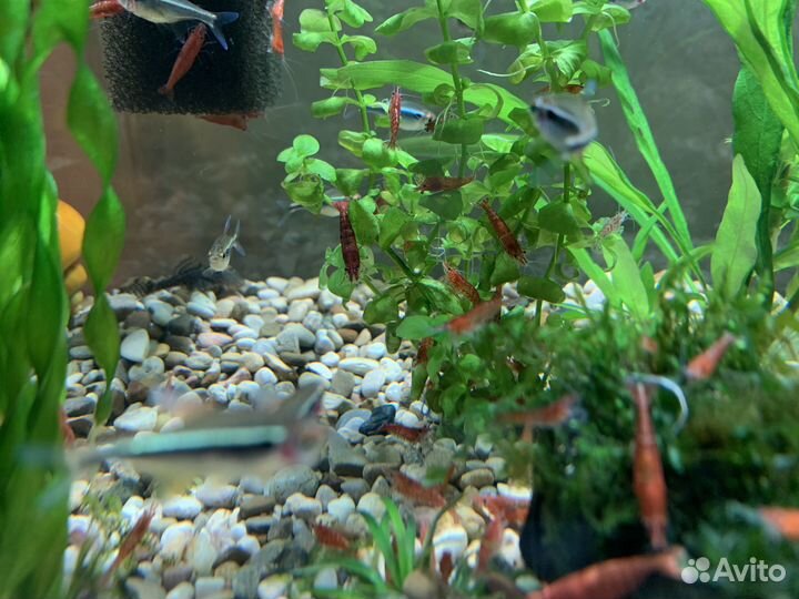 Аквариумные креветки вишня