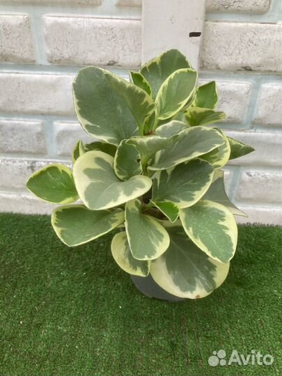 Пеперомия Россо и другие сорта из питомника