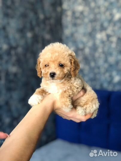 Мальтипу и пудели