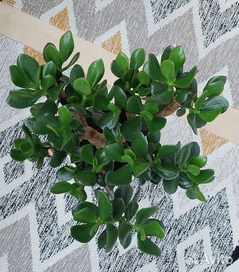 Крассула Овата Обликва Толстянка денежное дерево