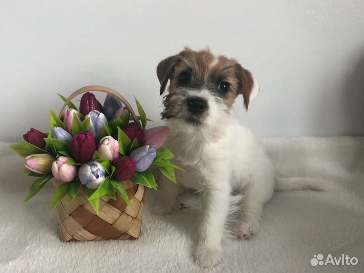 Щенки джек рассел терьер