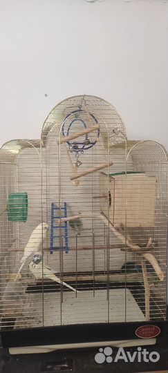 Волнистые попугаи пара