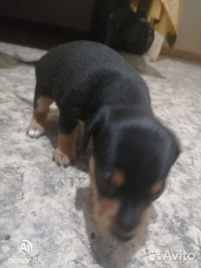 Той-терьер щенки