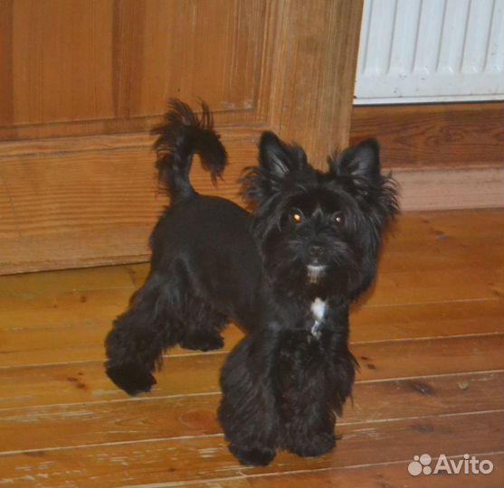 Девочка Блекки