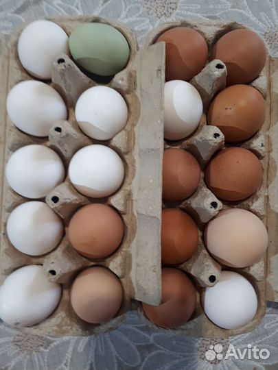 Яйца домашнии куриные