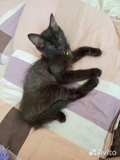 Отдам кошку в добрые руки