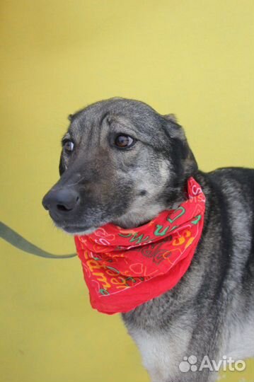 Мили в добрые руки