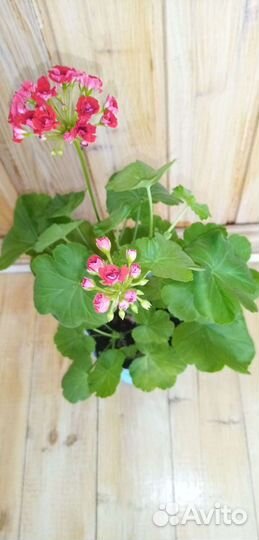 Пеларгония герань сортовая
