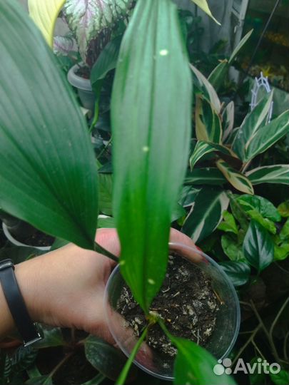 Аспидистра