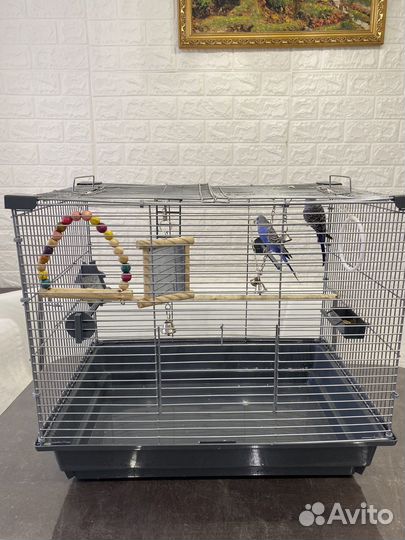 Волнистые попугаи с клеткой