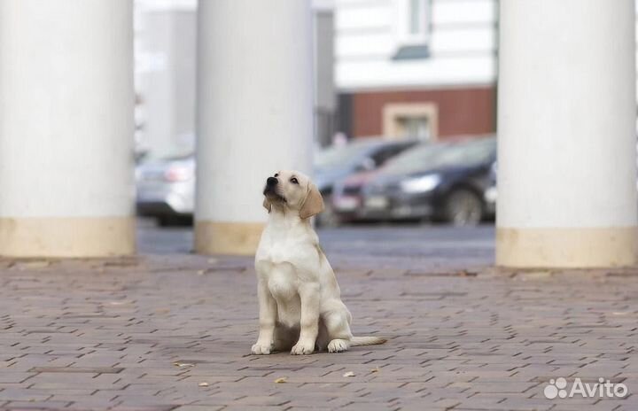 Щенки лабрадора