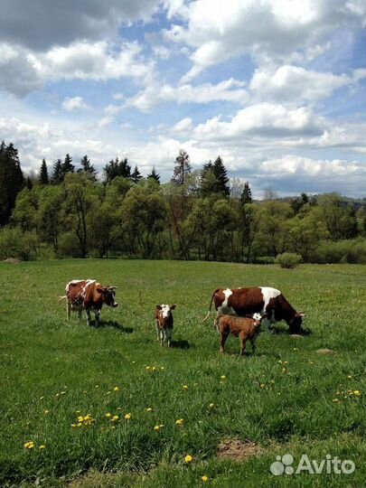 Фермерские продукты