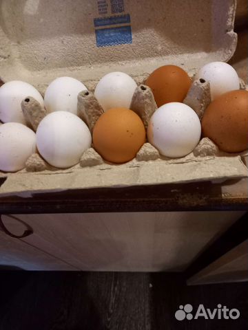 Инкубационное яйцо